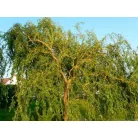 Csavartágú fűz Salix erythroflexuosa