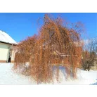 Csavartágú fűz Salix erythroflexuosa