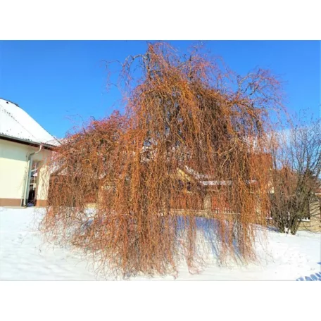 Csavartágú fűz Salix erythroflexuosa