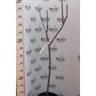 Szeldelt levelű ecetfa Rhus typhina Dissecta K 5 lit