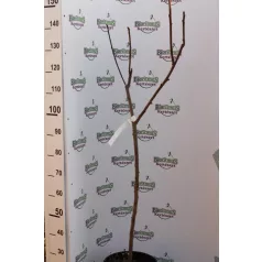 Szeldelt levelű ecetfa Rhus typhina Dissecta K 5 lit