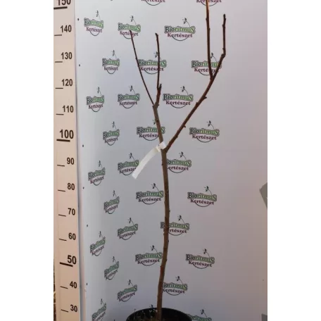Szeldelt levelű ecetfa Rhus typhina Dissecta K 5 lit