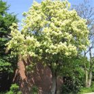 Virágos kőris Fraxinus ornus