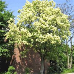 Virágos kőris Fraxinus ornus