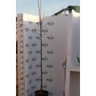 Virágos kőris Fraxinus ornus