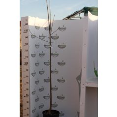 Virágos kőris Fraxinus ornus