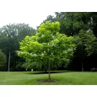 Szivarfa Catalpa bignonioides