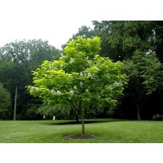 Szivarfa Catalpa bignonioides