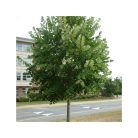 Ezüst hárs Tilia tomentosa