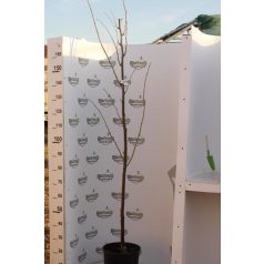 Ezüst hárs Tilia tomentosa