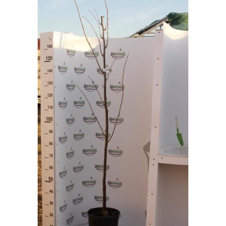 Ezüst hárs Tilia tomentosa