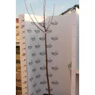 Nagylevelű hársfa Tilia platyphyllos