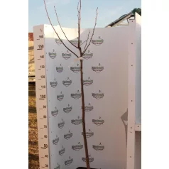 Nagylevelű hársfa Tilia platyphyllos