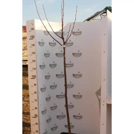 Nagylevelű hársfa Tilia platyphyllos