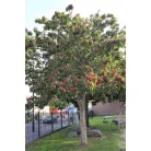 Étkezési galagonya, Crataegus pinnatifida