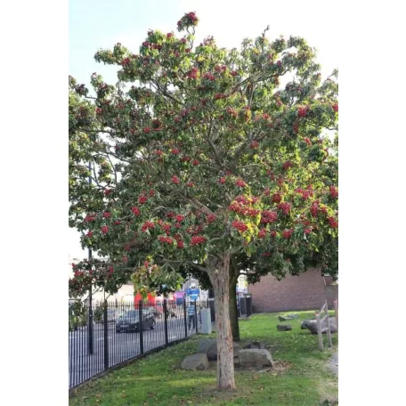 Étkezési galagonya, Crataegus pinnatifida