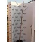Étkezési galagonya, Crataegus pinnatifida