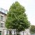 Törökmogyoró fa Corylus colurna