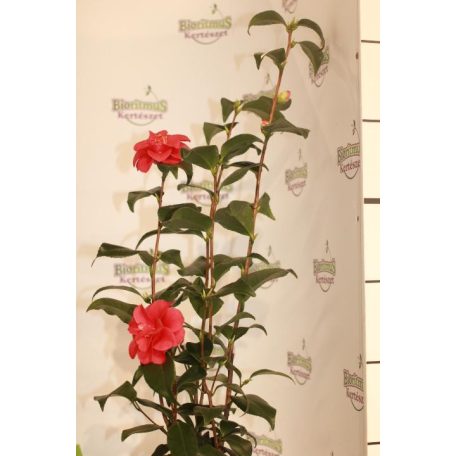 Japán kamélia Camelia Japonica