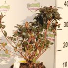 Japán azálea Azalea japonica fajták K2