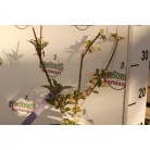 Rózsaszín virágú nyáriorgona Buddleja Niké K2