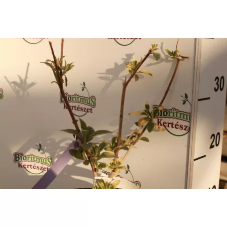 Rózsaszín virágú nyáriorgona Buddleja Niké K2