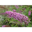 Sötét rózsaszín virágú nyáriorgona Buddleja Ile de France K2