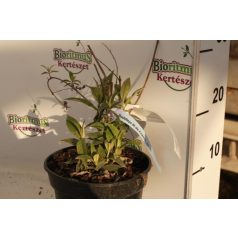   Sötét rózsaszín virágú nyáriorgona Buddleja Ile de France K2