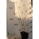 Sárgavesszőjű som Cornus stolonifera Flaviramea K2 lit.