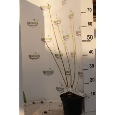 Sárgavesszőjű som Cornus stolonifera Flaviramea K2 lit.