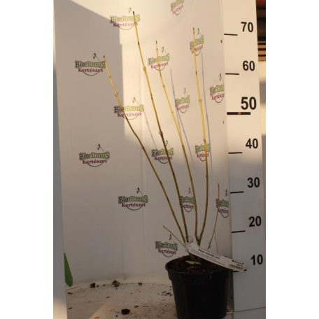 Sárgavesszőjű som Cornus stolonifera Flaviramea K2 lit.