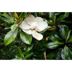 Örökzöld liliomfa Magnolia Grandiflora fajták K5