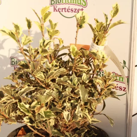 Tarkalevelű illatvirág Osmanthus heterophyllus Goshiki K4