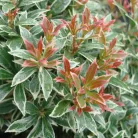 Babérhanga Pieris japonica Little Heath K2