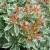 Babérhanga Pieris japonica Little Heath K2