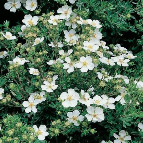 Cserjés pimpó fehér virágú Potentilla fruticosa Abbotswood K1.5-2