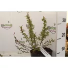 Cserjés pimpó fehér virágú Potentilla fruticosa Abbotswood K1.5-2