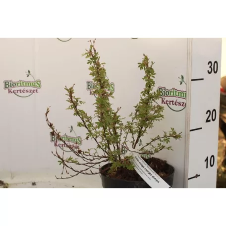 Cserjés pimpó fehér virágú Potentilla fruticosa Abbotswood K1.5-2