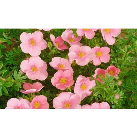 Cserjés pimpó rózsaszín virágú Potentilla fruticosa Pink Queen K1.5-2