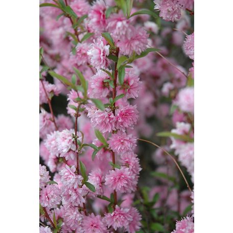 Rózsaszín teltvirágú babarózsa Prunus glandulosa Sinensis Rosea K2