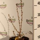 Rózsaszín teltvirágú babarózsa Prunus glandulosa Sinensis Rosea K2