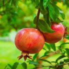 Termő gránátalma, Punica granatum Acco K2 lit.