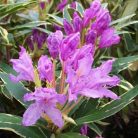 Örökzöld havasszépe Rhododendron Ponticum Variegata K4
