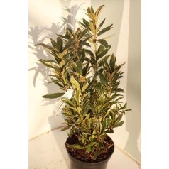Örökzöld havasszépe Rhododendron Ponticum Variegata K4