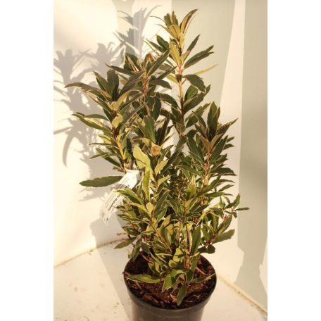Örökzöld havasszépe Rhododendron Ponticum Variegata K4