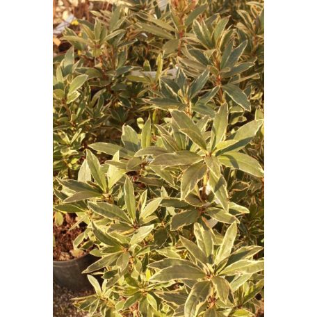 Örökzöld havasszépe Rhododendron Ponticum Variegata K4