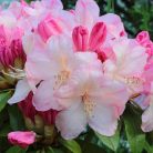 Örökzöld havasszépe Rhododendron Percy Wiseman