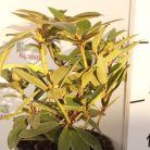 Örökzöld havasszépe Rhododendron Percy Wiseman