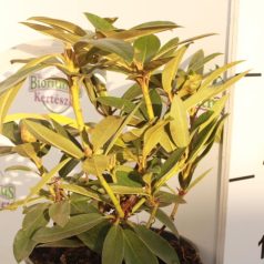 Örökzöld havasszépe Rhododendron Percy Wiseman