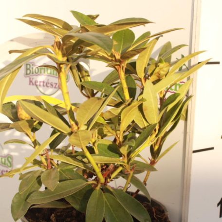 Örökzöld havasszépe Rhododendron Percy Wiseman